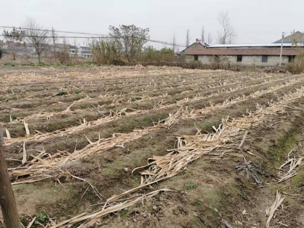 江苏抢甘蔗外包公司称城管最难做,有的老百姓不听话,官方:其他区域未现违规,仍可提供市容管理服务