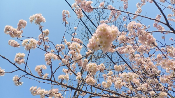 建议大家:不论工资高低,都要喝这4款花草茶,提神醒脑解春困