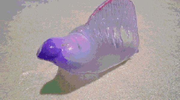 毒性堪比眼镜蛇 乱摸水母会出人命!