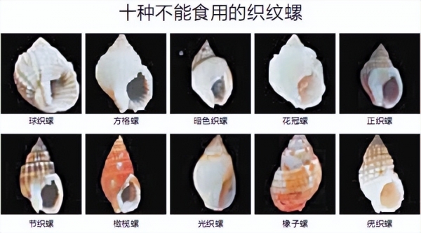 广东多地提醒,绝不能吃织纹螺!一只或可致命,为何这么厉害?