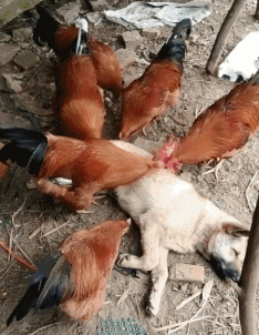 搞笑囧图:呦呵,葫芦娃长大了,竟然会撩蛇精