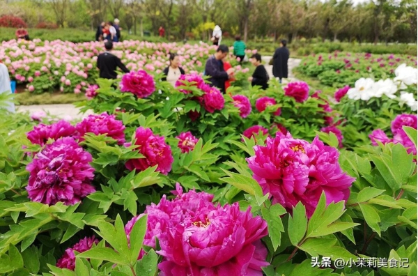 bandao.com老人说“谷雨时节有三忌”是哪三忌？(图4)