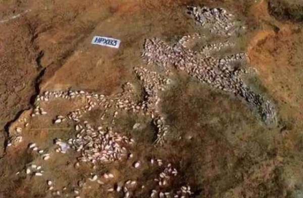 河南发现“龙虎人”合葬墓，距今6500年，专家：证明龙确实存在