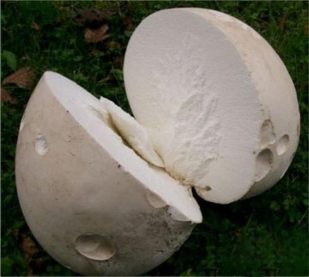 马勃除上述药效外,研究发现它还有抗肿瘤作用.