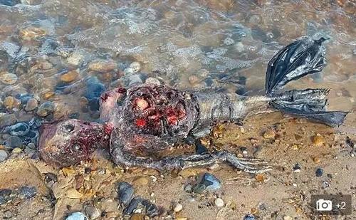 英国海滩惊现腐烂美人鱼死状惊悚