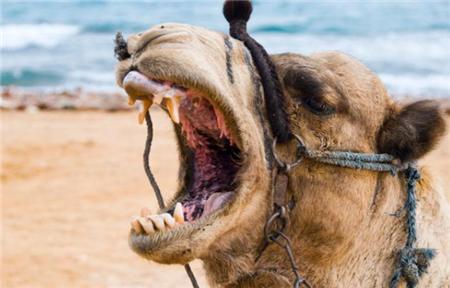 为何骆驼爱吃仙人掌不怕刺扎嘴吗切开后恍然大悟3