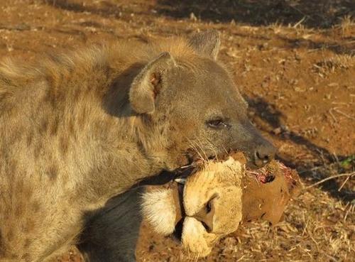 嚣张南非鬣狗口叼狮头炫耀