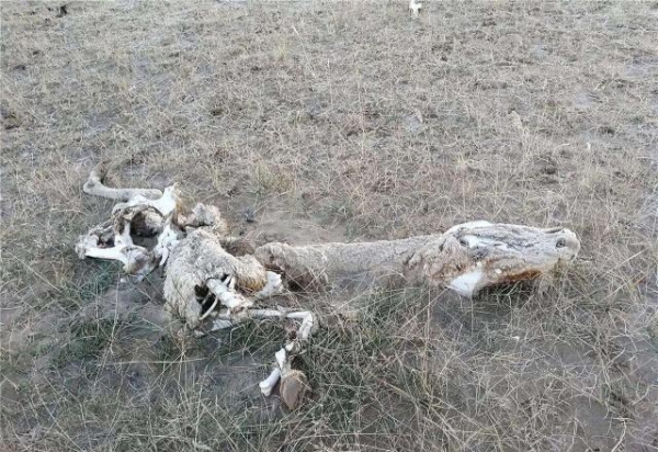 昆仑山上的神秘事件人类动物神秘死亡尸体不见踪迹