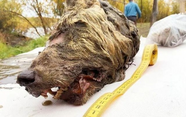 生物重现世间_生物世界是什么_生物世界指什么动物