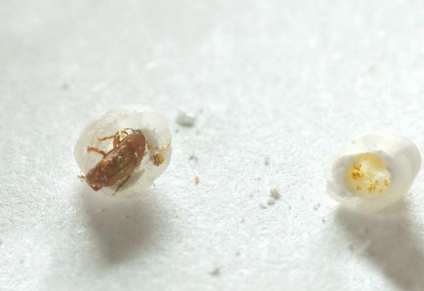 米象是一种属于象虫科的虫子,又称米虫,谷牛,和一般的虫子一样,这些