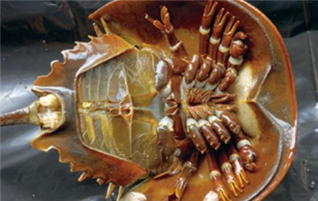 更可怜的是,当时除了提取技术落后,有些被采完血的中华鲎直接卖给了