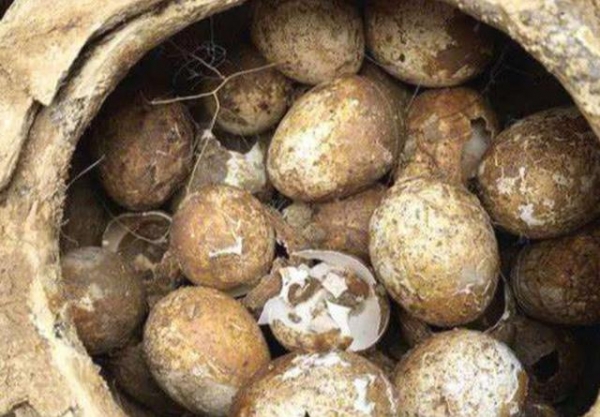 古代人丧葬，为何要往墓中放鸡蛋？有两个原因，让考古专家很头疼