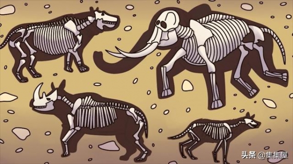 后来,在这个洞穴里发现了猛犸象,熊,大象,驯鹿,斑点鬣狗和河马的遗骸