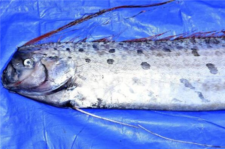 地震鱼为什么只会在发生地震前后才现身?_看看头条_中华网