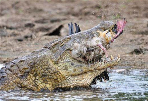 众人用10小时抓住一只凶猛鳄鱼然而剖开肚子后吓翻众人