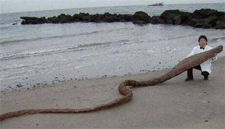 1962年浙江巨型海蛇之谜有3米粗身上无鳞片