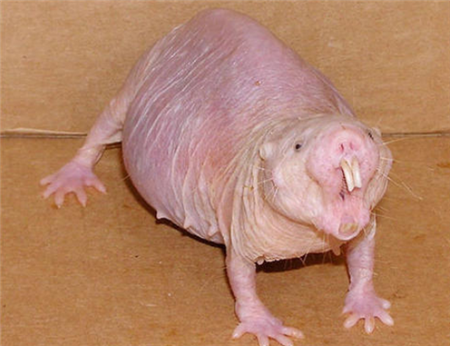 在深海中,也正是因为海猪没有敌人,所以它的数量也是比较多的,对于