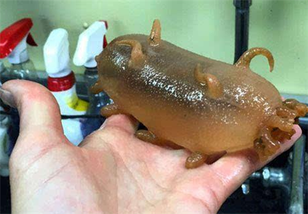 生活在深海底的猪身体全透明轻轻一戳就会死去