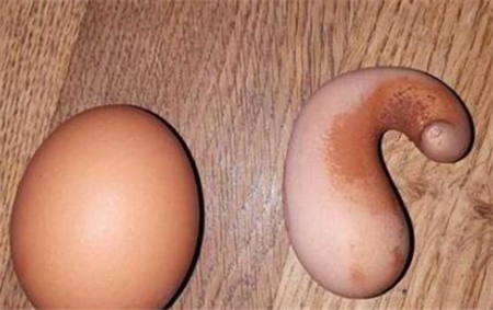 另外,这外表奇怪的蛋,里面的内容是不是也与众不同呢