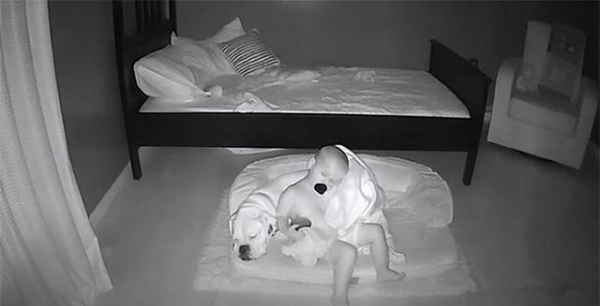 2岁男孩每天醒在“狗窝”，父母看监控后无语：还好不是灵异事件