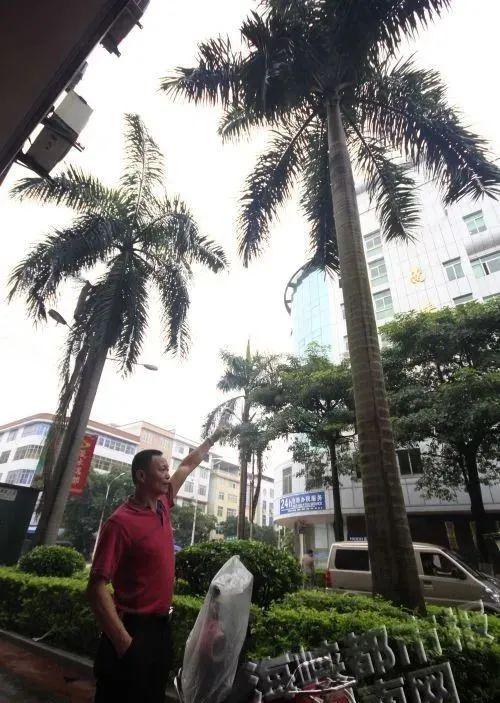 2015年，漳州南靖一棵大王椰子树的树叶掉落，曾砸死一名48岁的男子。图片来源：闽南网