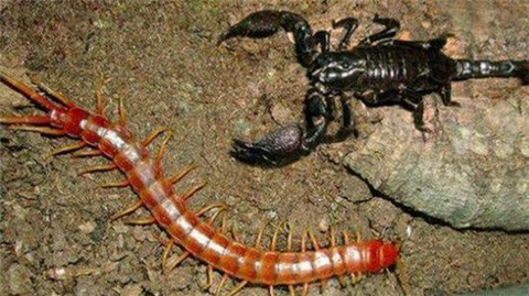 云南苗疆真的养蛊虫却不是为了下毒其真实作用令人毛骨悚然