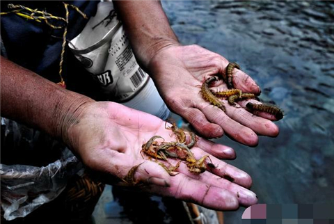 云南苗疆真的养蛊虫却不是为了下毒其真实作用令人毛骨悚然