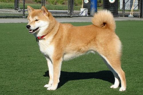 中国最贵的三大狗中华田园犬碾压秋田犬第一竟比大熊猫还少