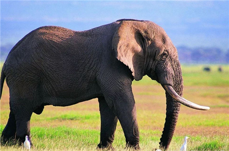 为何大象生前无人敢惹去世后更无人敢靠近导游靠近会后悔4