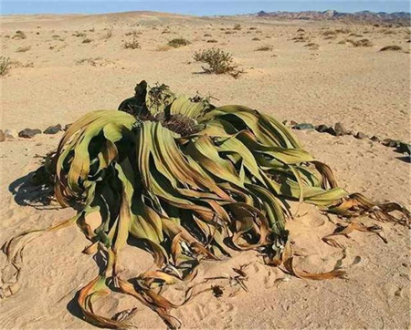 沙漠里这种像章鱼一样的植物一生只长两片叶子却能活1000年5