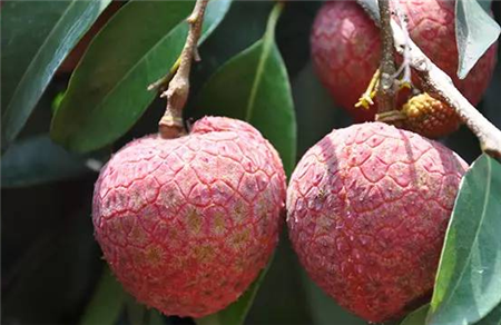 世界上最贵的荔枝最贵一颗卖555万元难道生长在黄金上3