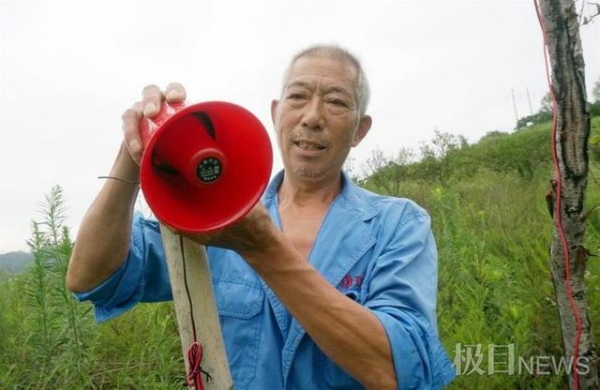 湖北十堰野猪成灾，一年糟蹋粮食数百万斤，村民：“野猪吃玉米就像在自家地里收割一样”