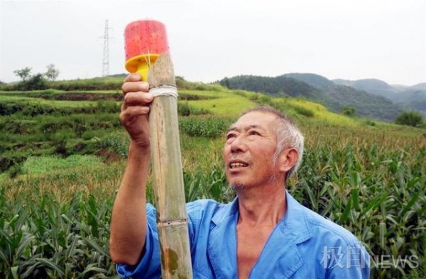 湖北十堰野猪成灾，一年糟蹋粮食数百万斤，村民：“野猪吃玉米就像在自家地里收割一样”