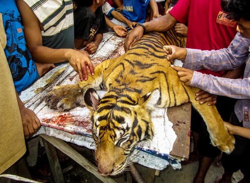 哈士奇瞪主人爆红 还成功治愈 主人 的抑郁症