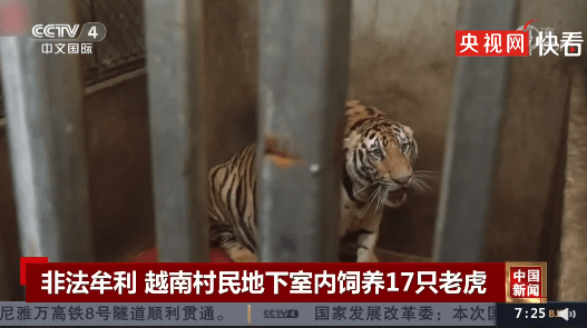 越南村民圈养17只濒危老虎,只为卖虎骨 虎皮 8只老虎获救后死亡,2人已被捕