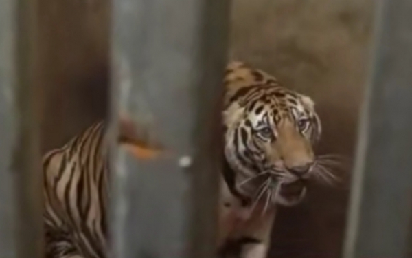 越南村民圈养17只老虎,获救后8只死亡,百兽之王为何沦落至此