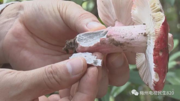 广东祖孙三人吃毒蘑菇死亡，专家：可能吃了致死率70%红菇
