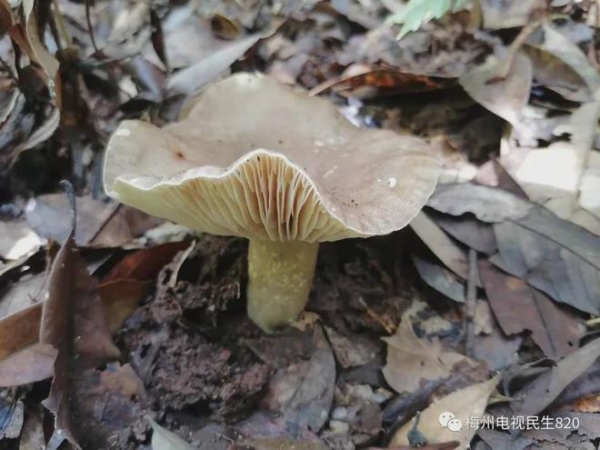 广东祖孙三人吃毒蘑菇死亡，专家：可能吃了致死率70%红菇