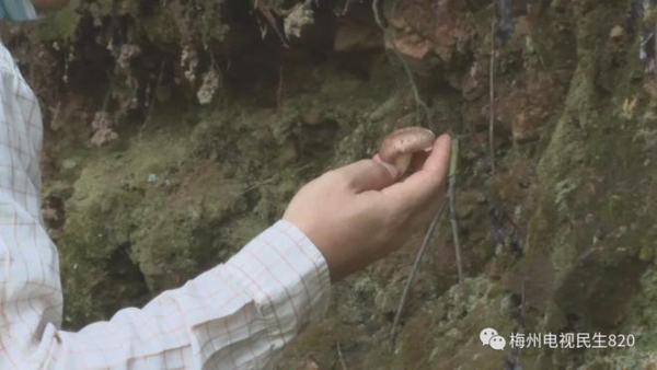 广东祖孙三人吃毒蘑菇死亡，专家：可能吃了致死率70%红菇