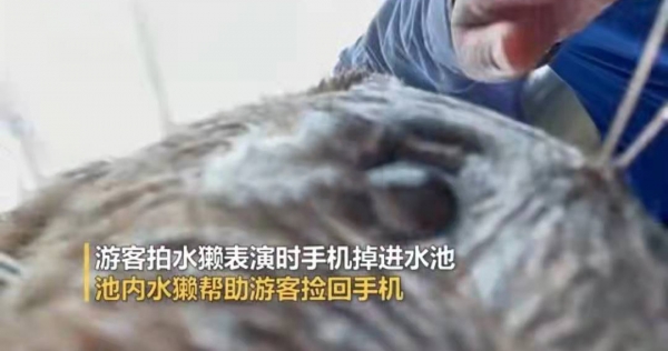 上海游客手机掉水池被水獭捡起归还,美国水獭却袭击人,这是怎么回事
