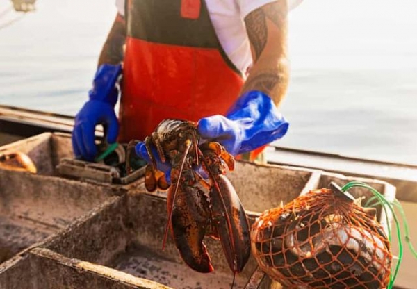 英国政府调查：龙虾、螃蟹也会痛，禁止活煮烹饪