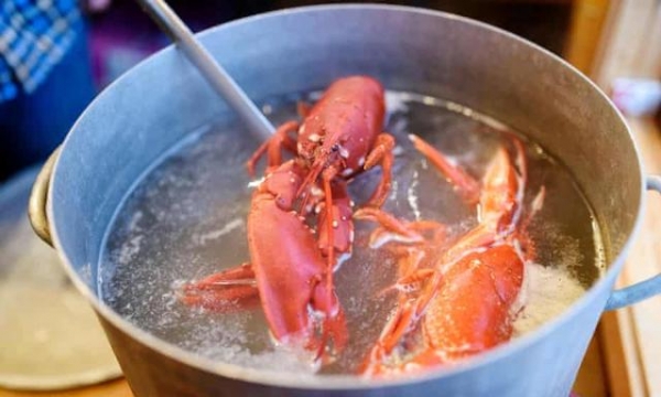 英国政府调查：龙虾、螃蟹也会痛，禁止活煮烹饪