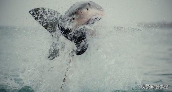 鲨鱼被800斤同伴袭击，被吃掉一半时，仍拖着身子拼命捕食