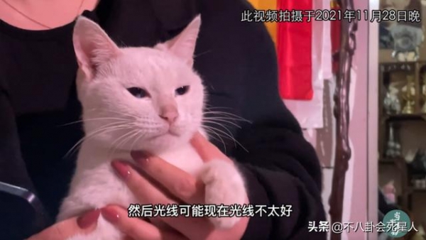 《当家主母》群演发声，疑剧组多次给白猫注射麻药，白猫或已死亡