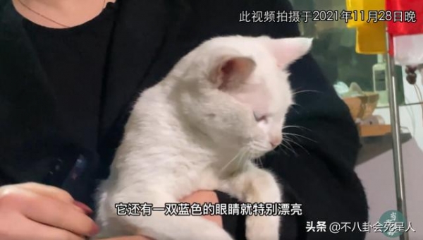 《当家主母》群演发声，疑剧组多次给白猫注射麻药，白猫或已死亡