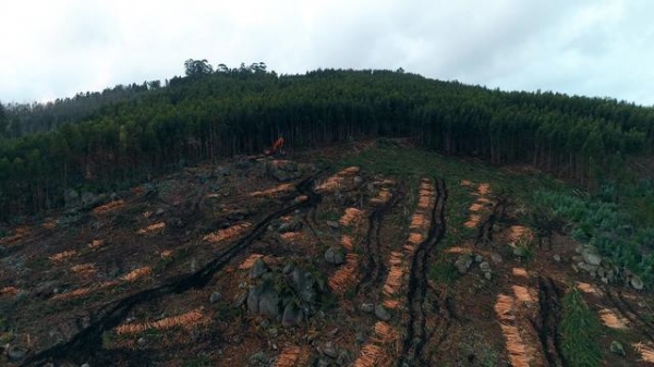 小心了！南宁男子砍伐承包的桉树林被刑拘，农村自家树还能砍吗？