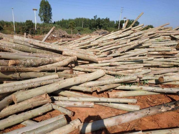 小心了！南宁男子砍伐承包的桉树林被刑拘，农村自家树还能砍吗？