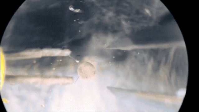 全球首个“自我繁衍”的活体机器人诞生：真那么神奇？