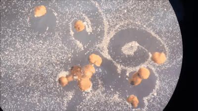 全球首个“自我繁衍”的活体机器人诞生：真那么神奇？