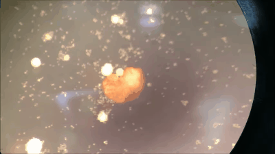 全球首个“自我繁衍”的活体机器人诞生：真那么神奇？